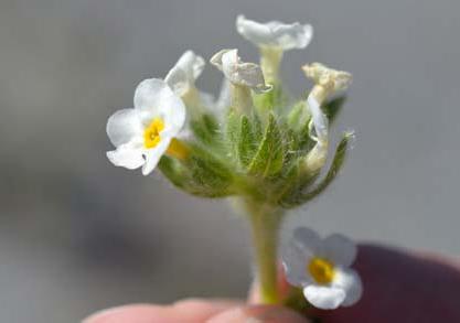 Flower available in the SRMRC